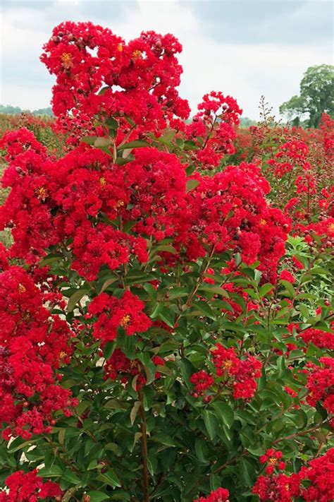 The Secret of the Vibrant Color of Ruffle Red Magic Crop Myrtle